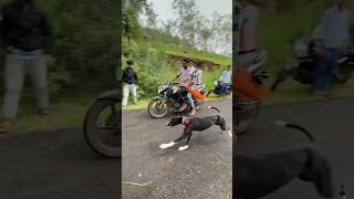 dog res Kolhapur🔥👑 Dog Race  Kolhapur Dog RacingDog Race MaharashtraDog Race kolhapur shorts [upl. by Rhynd73]