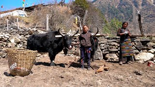 Tibetan Village Life high in the Himalayas Life in the mountains [upl. by Ellersick]