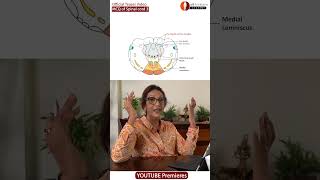 TEASER MCQs in Anatomy of spinal cord Part 3 [upl. by Bekha543]