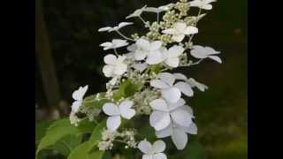 Hydrangea paniculata Butterfly [upl. by Sparrow]