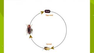 Life Cycle Of a Cockroach [upl. by Nowahs422]