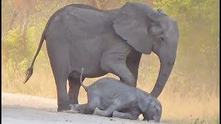 Elephants Try Help Dying Calf [upl. by Ferguson]