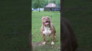 Gotta Love What You Do  QBN Kennel  American Bully XL hiphop bullyxl qbnkennel [upl. by Severn]