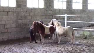 Miniature horse colts [upl. by Sher]