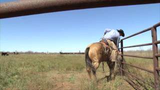 Muleshoe Ranch  2014 ZoetisAQHA Best Remuda Winner [upl. by Nodnarb324]