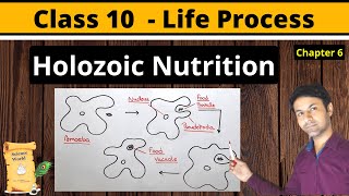 Holozoic Nutrition  What is holozoic nutrition  holozoic nutrition in amoeba  Class 10 Science [upl. by Eelegna]