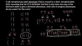 How to calculate Phenotype ratios in tetraploid plants [upl. by Eilojne]