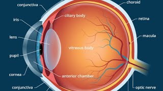 CLASS 10 Hypermetropia HyperopiaFarsightednessor Longsightedness [upl. by Eilac538]