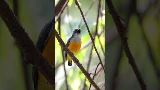 Orangebellied Flowerpecker [upl. by Anilesor]