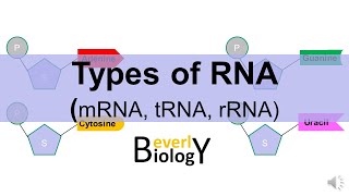 Types of RNA mRNA tRNA rRNA [upl. by Wilow]