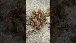 Disrupting a Hot Defensive Bee Ball Giant Hornet Revealed [upl. by Lorrie]