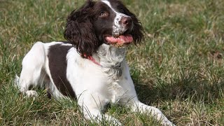 Exploring the Outdoors with an English Springer Spaniel [upl. by Gunilla]