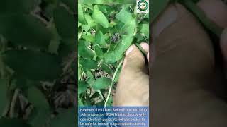 stevia plant stevia plant care  stevia plant benefits  stevia plant growing youtube shorts [upl. by Ivatts]