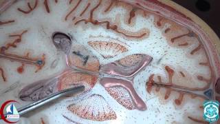 Brain horizontal sections  Practical anatomy 2nd year [upl. by Lev]