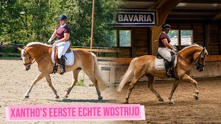 DIT GING ECHT AMAZING  Haflinger Event 2023  Haflingers King amp Beau [upl. by Brandtr515]