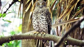 Profile of Australias largest owl  the Powerful Owl [upl. by Leciram]