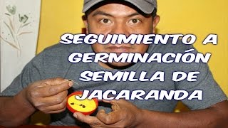 Seguimiento a germinación semilla jacaranda [upl. by Svirad928]