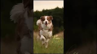 Waterdog😅🌊 dog australianshepherd video dogs ilovemydog aussie 2024 [upl. by Celesta]