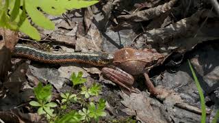 Garter snake grabbing a wood frog [upl. by Lindon112]