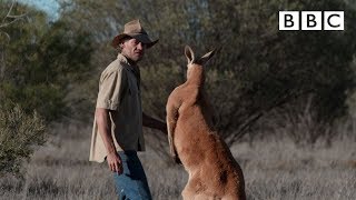 Dont mess with Roger the Kangaroo  Kangaroo Dundee  BBC [upl. by Mihcaoj]