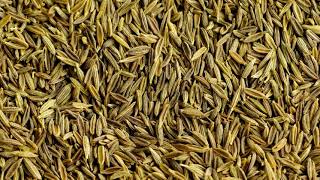 Caraway Seeds [upl. by Juster]