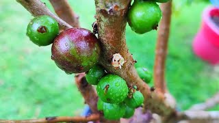 COMO PLANTAR JABOTICABA ATRAVÉS DA SEMENTE [upl. by Nathanson]