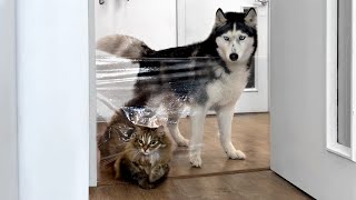 Huskies and Cats Run Into an Invisible Barrier on Their Way to Food [upl. by Sterner]