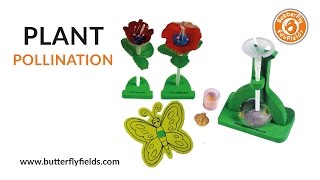 DIY Cross Pollination Honey bee amp flower  Science Projects  Butterfly Fields [upl. by Suirred856]