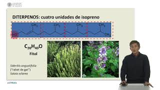 Composición química de los aceites esenciales   UPV [upl. by Izmar]