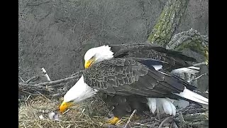 Arconic Eagles Davenport IA 04 15 20 Evening Justice delivers a fish Liberty feed the eaglet [upl. by Euseibbob]