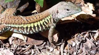 Ameiva undulata Rainbow Ameiva Barred Whiptail or Metallic Ameiva  Ameiva arcoiris [upl. by Renraw]