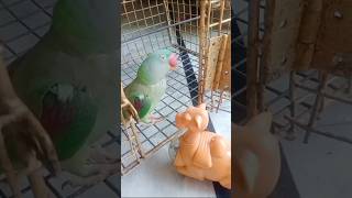 Bolane wala tota Johnny parrot viralshort [upl. by Naamann]