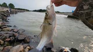 EN ACCION LOS WHITEBASS CON MUCHA CORRIENTE Y MUCHA AGUA [upl. by Ehcram]