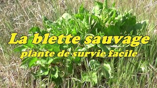 LA BLETTE SAUVAGE plante de survie facile [upl. by Yatzeck]