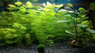 Plantas para acuario y como controlar los nitratos [upl. by Alysoun]