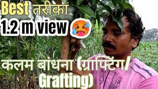 how to graft mango  aam ki kalam kese kare  khetibadi aamkikalam aam kalam [upl. by Sarat]