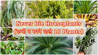 Low Maintenance Plants  कभी ना मरने वाले पौधे  Zero Maintenance Plants [upl. by Lemuel]