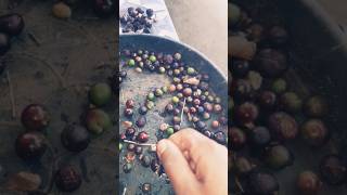 Jaboticaba എല്ലാം പോച്ചി 🥲 WhatsApp 9061980948jaboticaba fruitplantnursary youtubeshorts fruit [upl. by Greerson776]