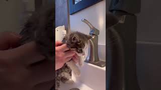 𝐊𝐢𝐭𝐭𝐞𝐧 𝐂𝐮𝐝𝐝𝐥𝐞𝐬 𝐌𝐞𝐞𝐭 𝐃𝐫𝐲𝐢𝐧𝐠 𝐃𝐞𝐥𝐢𝐠𝐡𝐭😸💌catshorts catmemes catlovers fluffy cutekitty dryboplus [upl. by Ensign]