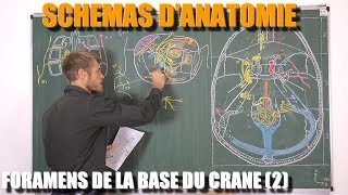 ANATOMIE DU CRÂNE  Les foramens de la cavité orbitaire et de la lame horizontale de lethmoïde [upl. by Etnoved414]