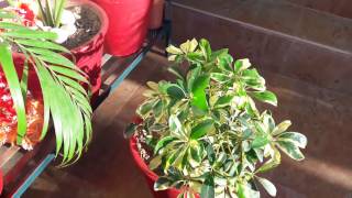 Care of Schefflera plant [upl. by Nuri]