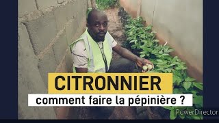 CITRONNIERComment faire la pépinière citronpépinière agriculteur jardin farming agrovision [upl. by Eylrac75]