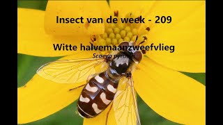 Insect van de Week 209 Witte halvemaanzweefvlieg [upl. by Ydeh]