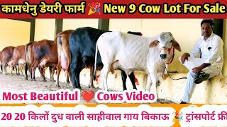 Most Beautiful Cows Video 👌 Kamdhenu Dairy Farm Cow For Sale Sahiwal Rathi Tharparkar Gir Landon [upl. by Islek429]