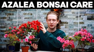 Azalea Bonsai Trees🌸Deadheading Pruning amp Repotting [upl. by Llenwahs]