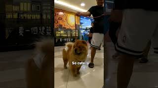 Super Cute Chow Chow Dog in Manila Philippines 🇵🇭 [upl. by Keelin]