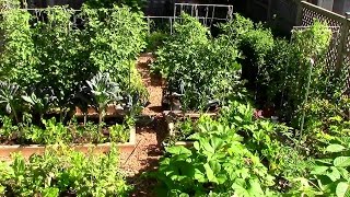 How to Grow a lot of Food in a Small Garden  9 EZ tips [upl. by Illoh61]