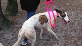 Greyhound Friends of NJ–Haul Day [upl. by Deny]