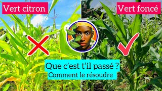 Comment reconnaître les carences des plantes pour vite intervenir [upl. by Bueschel]