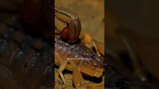 A Deadly Neighbor  The Indian Red Scorpion [upl. by Euqinahc428]